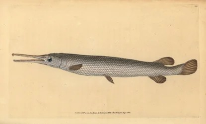 ロングノーズガー、レピソステウス・オッセウス（オッセウス・ガー・フィッシュ、Esox osseus）。エドワード・ドノヴァンが、ロンドンのDonovan and F.C. and J. Rivington社の『Natural History of British Fishes』から描いて彫った手彩色の銅版画。
