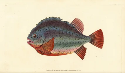ランプサッカーまたはランプフィッシュ、Cyclopterus lumpus。エドワード・ドノバンが、ロンドンのDonovan and F.C. and J. Rivington社の『Natural History of British Fishes』から手書きで描いて彫った色付き銅版画。