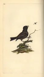 マーシュ・ティット（Poecile Palustris）。エドワード・ドノバンがロンドンで出版された自作の「英国鳥類自然史」から描いて彫った手彩色の銅版画。