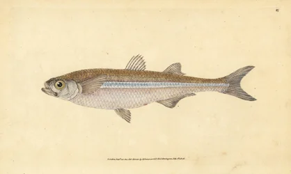 地中海のワカサギ、またはヨーロッパのアザラシ、Atherina hepsetus。エドワード・ドノバンが、ロンドンのDonovan and F.C. and J. Rivington社の『Natural History of British Fishes』から手彩色の銅版画を描いて彫刻したもの。