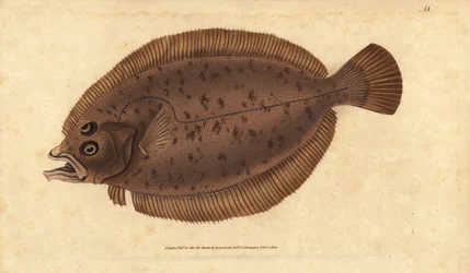 メグリムまたはウィフ、Lepidorhombus whiffiagonis（Pleuronectes megastoma）。エドワード・ドノバンが、ロンドンのDonovan and F.C. and J. Rivington社の『Natural History of British Fishes』から手書きで描いて彫った色付き銅版画。