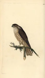 マーリン（Falco columbarius）。エドワード・ドノバンがロンドンで出版した自作の「英国鳥類博物誌」から描いて彫った手彩色の銅版画。