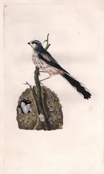エナガ。エナガ属カウダトゥス（シジュウカラ属カウダトゥス）。エドワード・ドノヴァン（1768-1837）による銅版画、『英国鳥類自然史』掲載、ロンドン