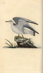 ミューまたは冬のカモメ、Larus canus。エドワード・ドノバンがロンドンの「英国鳥類自然史」から描いて彫った手彩色の銅版画。