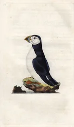 モンクレールのパフィン。Fratercula arctica（Alca arctica）。エドワード・ドノヴァン（1768-1837）による銅版画、『Histoire naturelle des oiseaux britanniques』（ロンドン刊）に掲載。