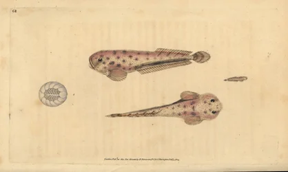 モンタグアのウミウシ、Liparis montagui (Diminutive lumpsucker, Cyclopterus montagui)。エドワード・ドノバンが、ロンドンのDonovan and F.C. and J. Rivington社の『Natural History of British Fishes』から描いて彫った手彩色の銅版画。
