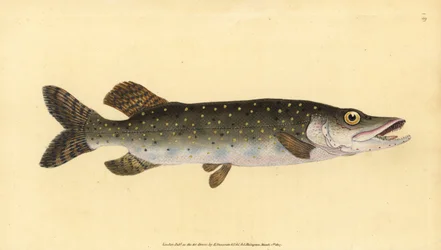 ノーザンパイク、Esox lucius。エドワード・ドノバンが、ロンドンのDonovan and F.C. and J. Rivington社の『Natural History of British Fishes』に掲載されている写真をもとに、手彩色の銅版画を描いて彫刻したもの。
