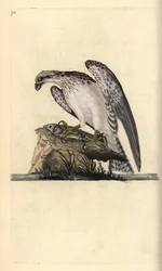 釣った魚の上に立つミサゴ（Pandion haliaetus）。エドワード・ドノバンがロンドンで出版された自作の「英国鳥類博物誌」から描いて彫った手彩色の銅版画。