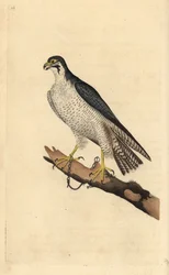 枝につながれたペレグリン・ハヤブサ（Falco peregrinus）。エドワード・ドノバンがロンドンで出版された自作の「英国鳥類博物誌」から描いて彫った手彩色の銅版画。