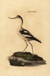 ソリハシセイタカアワダチソウ、Recurvirostra avocetta
