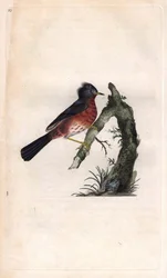 ピチュー・ワーフ。Sylvia undata (Sylvia dartfordiensis)。エドワード・ドノヴァン（1768-1837）による銅版画、Histoire naturelle des oiseaux britanniques, Londonに掲載。