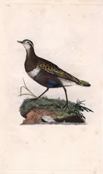 チドリ。Eudromias morinellus（Charadrius morinellus）。エドワード・ドノヴァン（1768-1837）による銅版画、ロンドンのHistoire naturelle des oiseaux britanniquesに掲載されている。
