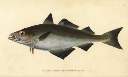 スケトウダラ、Plachius pollachius（ホワイティング・スケトウダラ、Gadus pollachius）。エドワード・ドノヴァンが、ロンドンのDonovan and F.C. and J. Rivington社の『Natural History of British Fishes』から描いて彫った手彩色の銅版画。