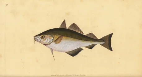 Pouting, Trisopterus luscus (Bib, Gadus luscus).エドワード・ドノバンが、ロンドンのDonovan and F.C. and J. Rivington社の『Natural History of British Fishes』から描いて彫った手彩色の銅版画。