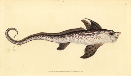 ラビットフィッシュまたはシーモンスター、Chimaera monstrosa。絶滅寸前。エドワード・ドノバンが、ロンドンのDonovan and F.C. and J. Rivington社の『Natural History of British Fishes』から手書きで描いて彫った色付き銅版画。