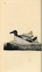 Razorbill, Alca torda.エドワード・ドノバンがロンドンで出版した自作の「英国鳥類博物誌」から描いて彫った手彩色の銅版画。