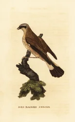 アカハラモズ Lanius collurio