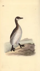 アカククリ（雌）、Podiceps grisegena。エドワード・ドノバンがロンドンで出版した自作の「英国鳥類博物誌」から描いて彫った手彩色の銅版画。