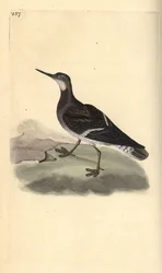 レッドネック・ファラロペ（Phalaropus lobatus）。エドワード・ドノバンがロンドンで出版した自作の「英国鳥類博物誌」から描いて彫った手彩色の銅版画。