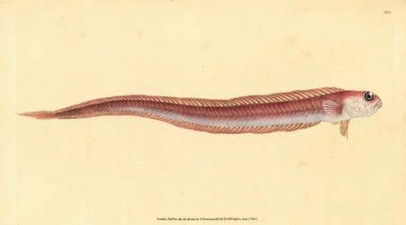 赤いバンドフィッシュ、Cepola macrophthalma（Rubescent Band-Fish, Cepola rubescens）。エドワード・ドノバンが、ロンドンのDonovan and F.C. and J. Rivington社の『Natural History of British Fishes』から描いて彫った手彩色の銅版画。
