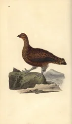 アカライチョウ（雌）、Lagopus scotica。エドワード・ドノヴァンが自著『英国鳥類博物誌』のために描画・銅版彫刻した手彩色銅版画、ロンドン