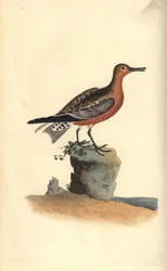 レッドノット（Calidris canutus）。エドワード・ドノバンがロンドンで出版した「英国鳥類博物誌」から描いて彫った手彩色の銅版画。