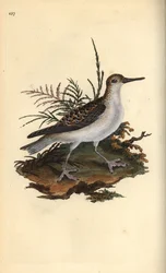 レッド・ファラロペ（Phalaropus fulicarius）。エドワード・ドノバンがロンドンで出版した自作の「英国鳥類博物誌」から描いて彫った手彩色の銅版画。