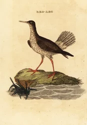 レッドシャンク（Tringa totanus