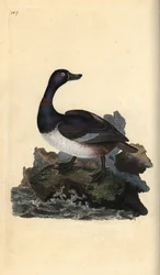 リングネック・ダック（Aythya collaris）。エドワード・ドノバンがロンドンの「英国鳥類自然史」から描いて彫った手彩色の銅版画。