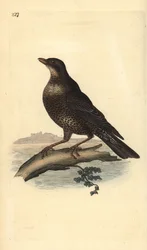Ring ouzel (雌), Turdus torquatus.エドワード・ドノバンがロンドンで出版した「英国鳥類博物誌」から描いて彫った手彩色の銅版画。