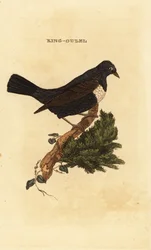 リングウゼル（Turdus torquatus