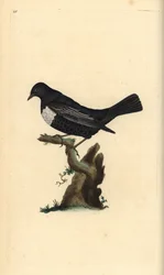 Ring ouzel, Turdus torquatus.エドワード・ドノバンがロンドンで出版した「英国鳥類博物誌」から描いて彫った手彩色の銅版画。