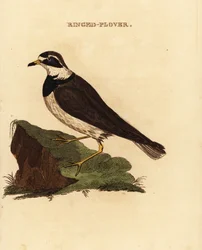 リングドチドリ、Charadrius hiaticula