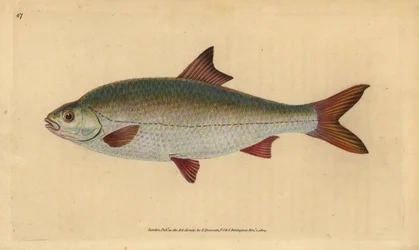 Roach, Rutilus rutilus (Cyprinus ritulus).エドワード・ドノヴァンが、ロンドンのDonovan and F.C. and J. Rivington社の『Natural History of British Fishes』から描いて彫った手彩色の銅版画。