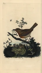 ロビン・レッドブレスト（Erithacus rubecula）。エドワード・ドノバンがロンドンで出版した「英国鳥類博物誌」から描いて彫った手彩色の銅版画。