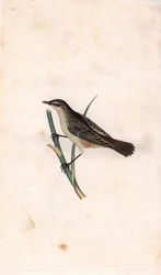 ロッド・フラグミ。Acrocephalus schoenobaenus（Motacilla salicaria）。エドワード・ドノヴァン（1768-1837）による銅版画、Histoire naturelle des oiseaux britanniques, Londonに掲載。