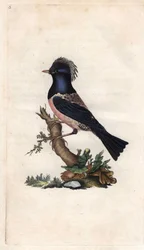 ロゼリン・ムクドリ。Sturnus roseus (Turdus roseus).エドワード・ドノヴァン（1768-1837）による銅版画、『Histoire naturelle des oiseaux britanniques』（ロンドン刊）に掲載。