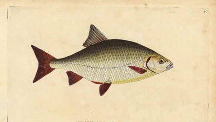 ラッド、Scardinius erythrophthalmus（赤目、Cyprinus erythrophthalmus）。エドワード・ドノバンが、ロンドンのDonovan and F.C. and J. Rivington社の『Natural History of British Fishes』から描いて彫った手彩色の銅版画。