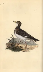 Ruddy turnstone, Arenaria interpres.エドワード・ドノバンがロンドンで出版された自作の「英国鳥類自然史」から描いて彫った手彩色の銅版画