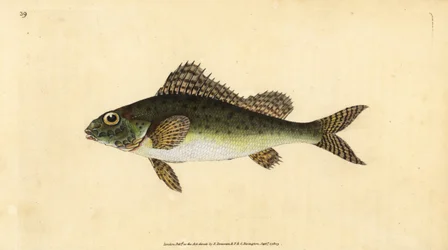 リュウグウノツカイ(Perca cernua)です。エドワード・ドノバンが、ロンドンのDonovan and F.C. and J. Rivington社の『Natural History of British Fishes』から描いて彫った手彩色の銅版画。