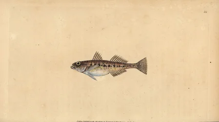 サンドゴビー、Pomatoschistus minutus (Spotted goby, Gobius minutus)。エドワード・ドノバンが、ロンドンのDonovan and F.C. and J. Rivington社の『Natural History of British Fishes』から描いて彫った手彩色の銅版画。