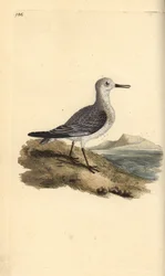 セイタカクチマガリ（Calidris alba）。エドワード・ドノバンがロンドンで出版した「英国鳥類博物誌」から描いて彫った手彩色の銅版画。
