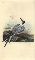 サンドイッチアジサシ、Thalasseus sandvicensis。エドワード・ドノヴァンが自著『Natural History of British Birds』のために描き、彫刻した手彩色銅版画、ロンドン