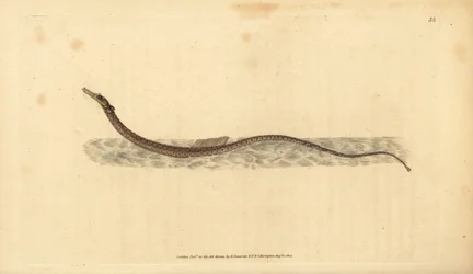 Sargassum pipefish または pelagic pipefish。エドワード・ドノバンが、ロンドンのDonovan and F.C. and J. Rivington社の『Natural History of British Fishes』から手描きで銅版画を作成した。