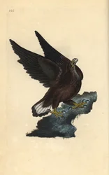 シーイーグル（Haliaeetus albicilla）。エドワード・ドノバンがロンドンで出版した「英国鳥類博物誌」から描いて彫った手彩色の銅版画。