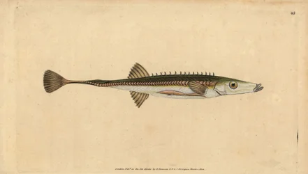 ウミヘビ、Spinachia spinachia（十五本針のウミヘビ、Gasterosteus spinachia）。エドワード・ドノバンが、ロンドンのDonovan and F.C. and J. Rivington社の『Natural History of British Fishes』から描いて彫った手彩色の銅版画。