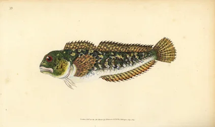 Shanny, Lipophrys pholis (Smooth blenny, Blennius pholis).エドワード・ドノヴァンが、ロンドンのDonovan and F.C. and J. Rivington社の『Natural History of British Fishes』から描いて彫った手彩色の銅版画。