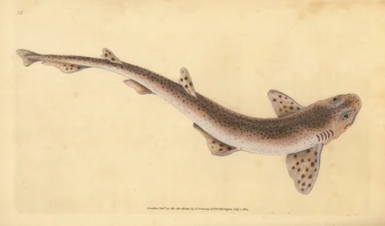 小斑点のあるネコザメ、Scyliorhinus canicula（小斑点のあるサメ、Squalus catulus）。エドワード・ドノバンが、ロンドンのDonovan and F.C. and J. Rivington社の『Natural History of British Fishes』から描いて彫った手彩色の銅版画。