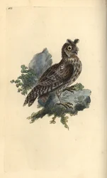 小型のペンシレッドまたはシベリア耳付きフクロウ、Strix pulchella。(Scops owl, Otus scops?) Edward Donovanがロンドンで出版した自作の "Natural History of British Birds "から描いて彫った手彩色の銅版画。