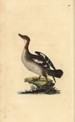 Smew, Mergellus albellus, メス.エドワード・ドノバンがロンドンで出版した自作の「英国鳥類博物誌」から描いて彫った手彩色の銅版画